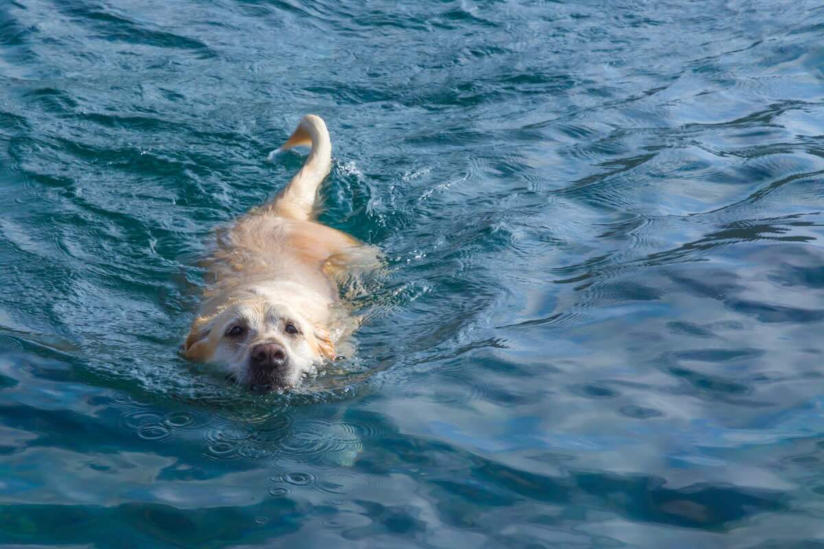 Dog swimming safety