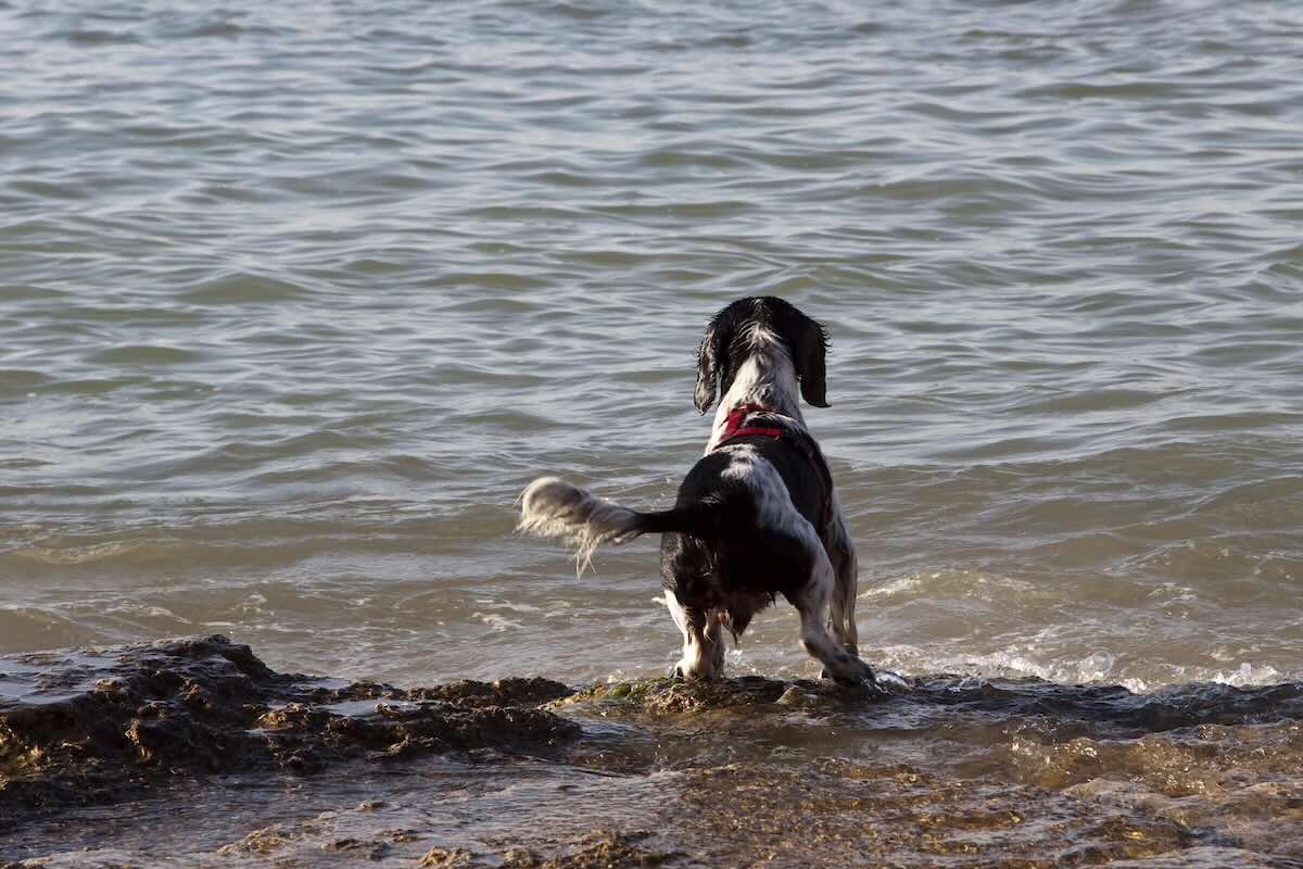 Taking dog to a lake dangers
