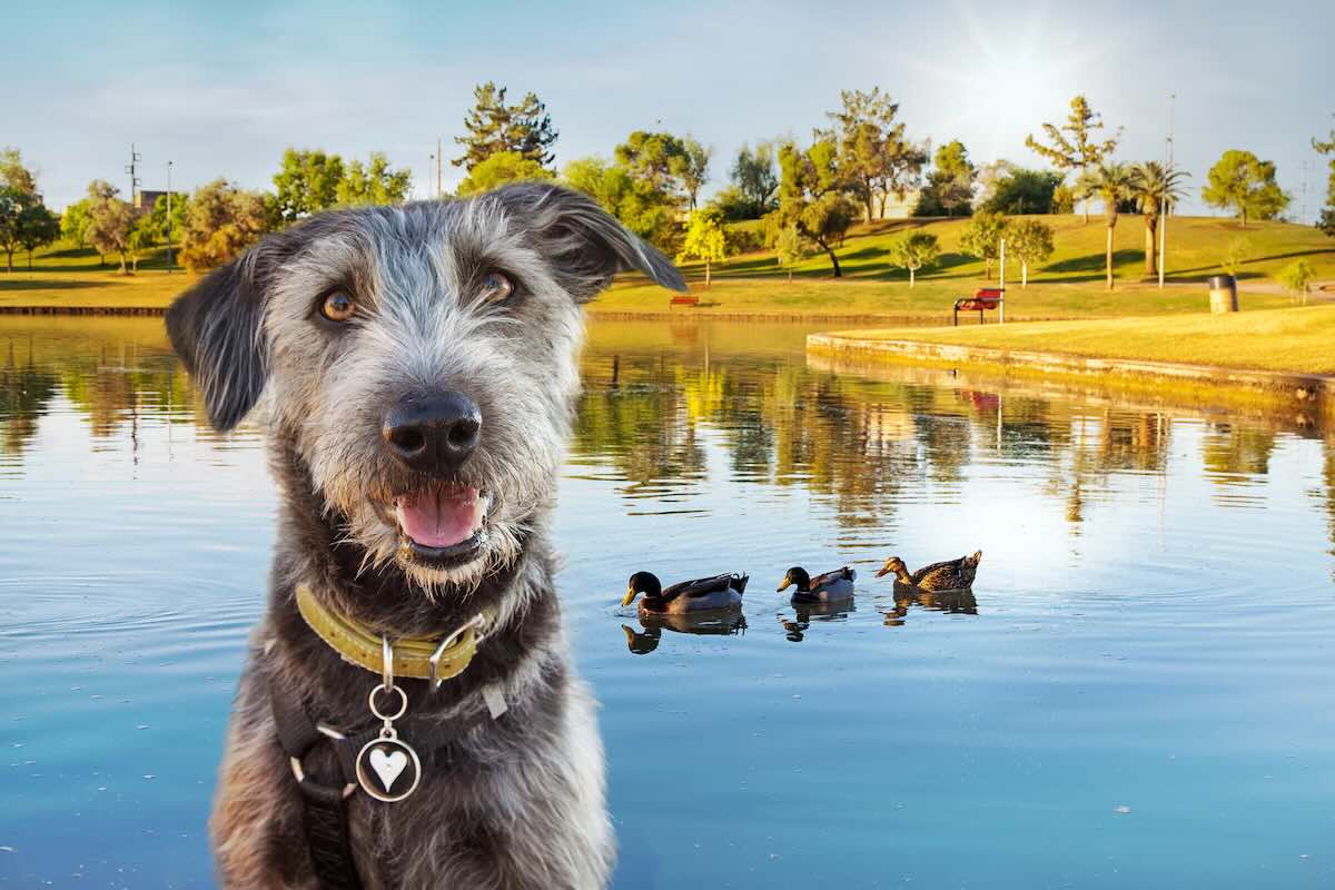 Taking your dog to a lake in Phoenix safety tips