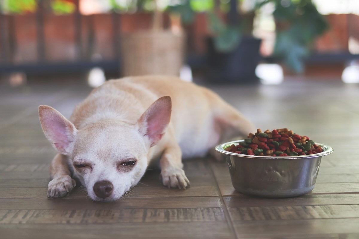 Symptoms of Valley Fever in Dogs