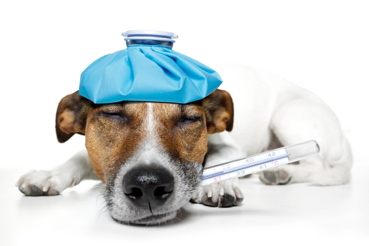 Valley Fever for Dogs in Phoenix