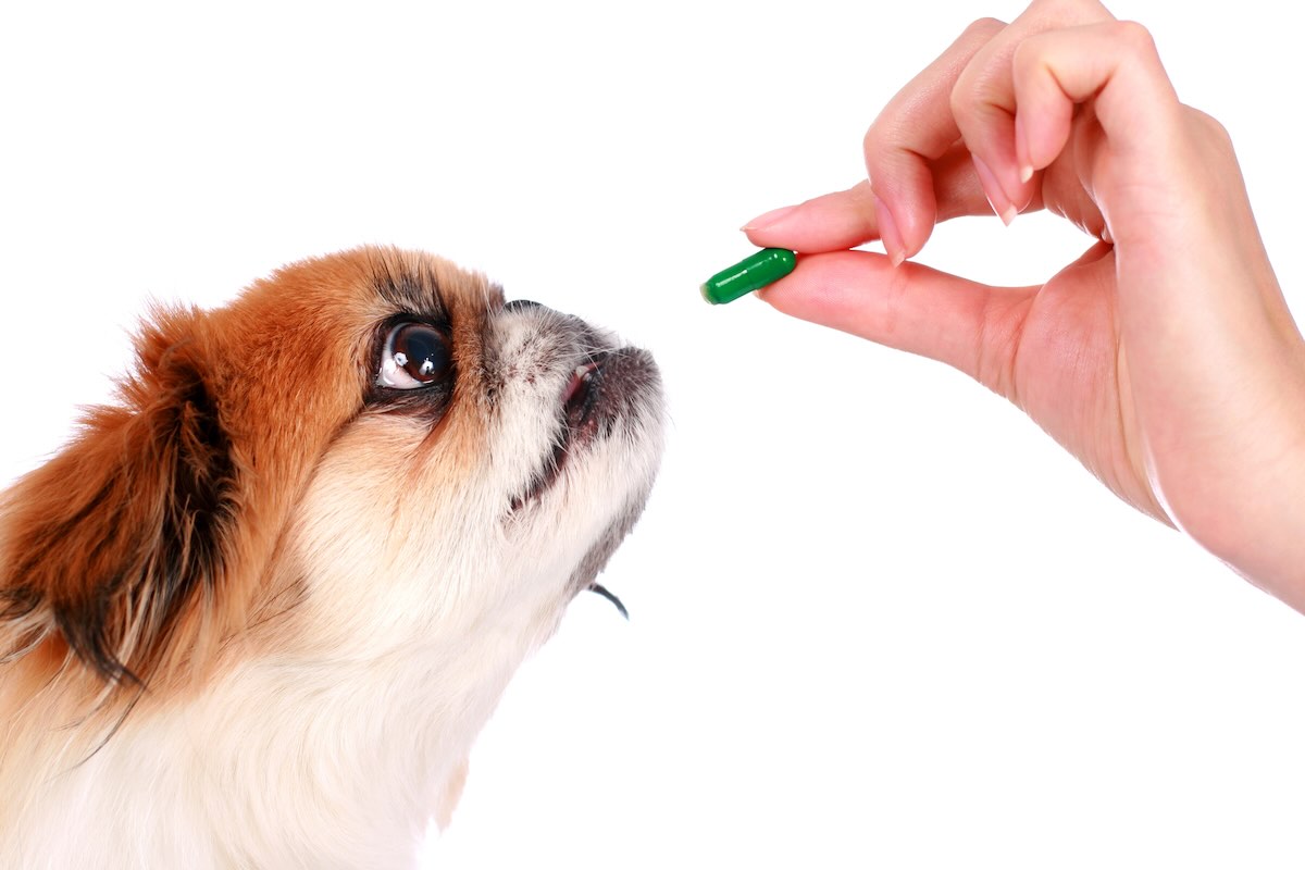 Valley fever dog treatment