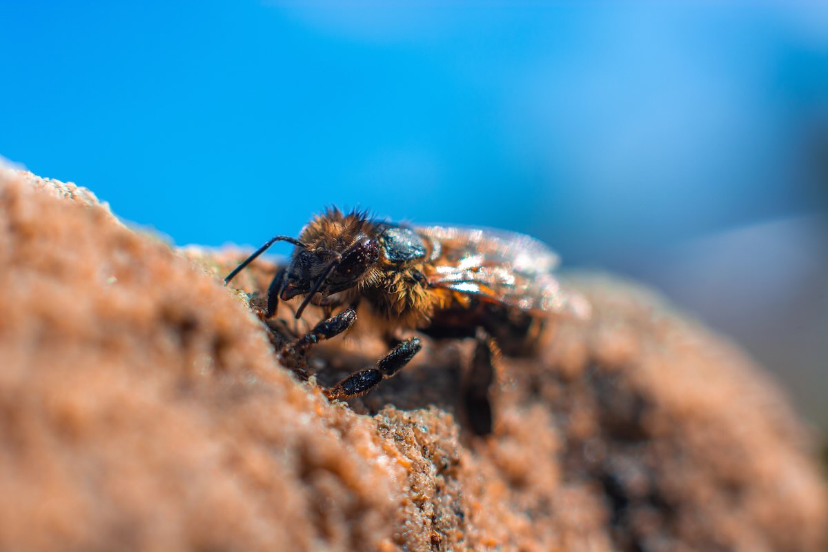 Africanized killer bee in Phoenix