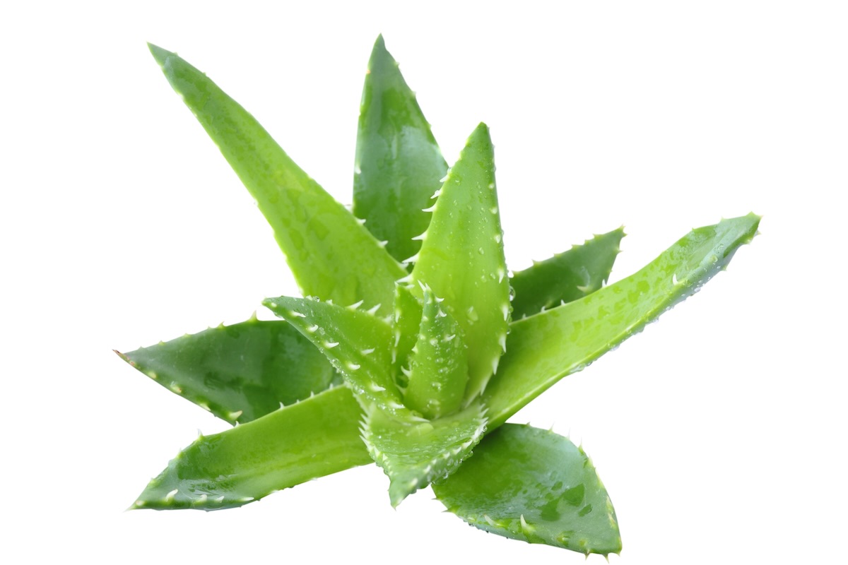 Aloe Vera toxic for dogs