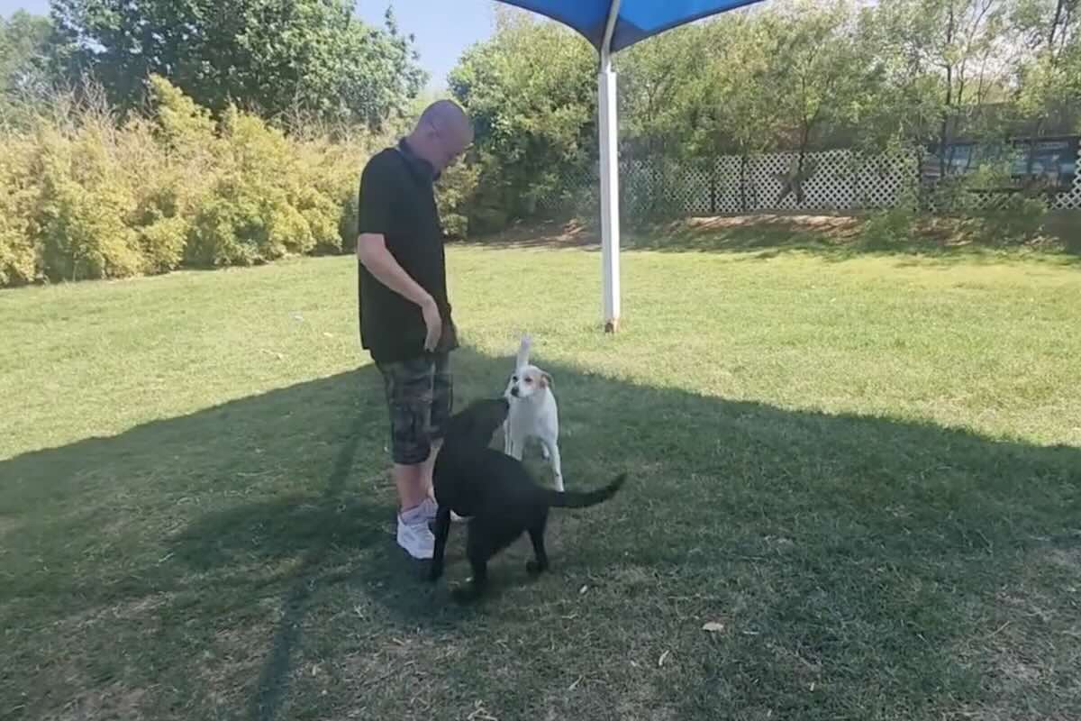 Arizona wildlife encounter dog training