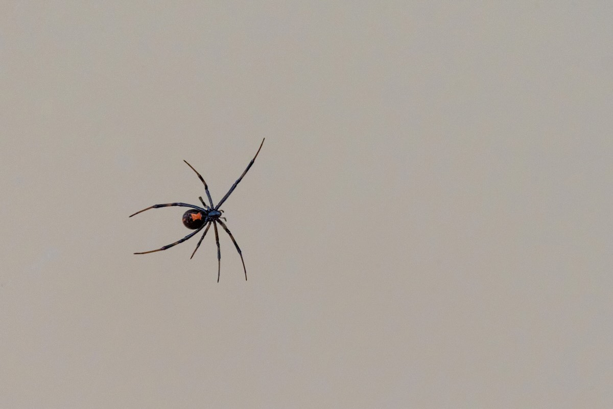 Black Widow spiders in Phoenix