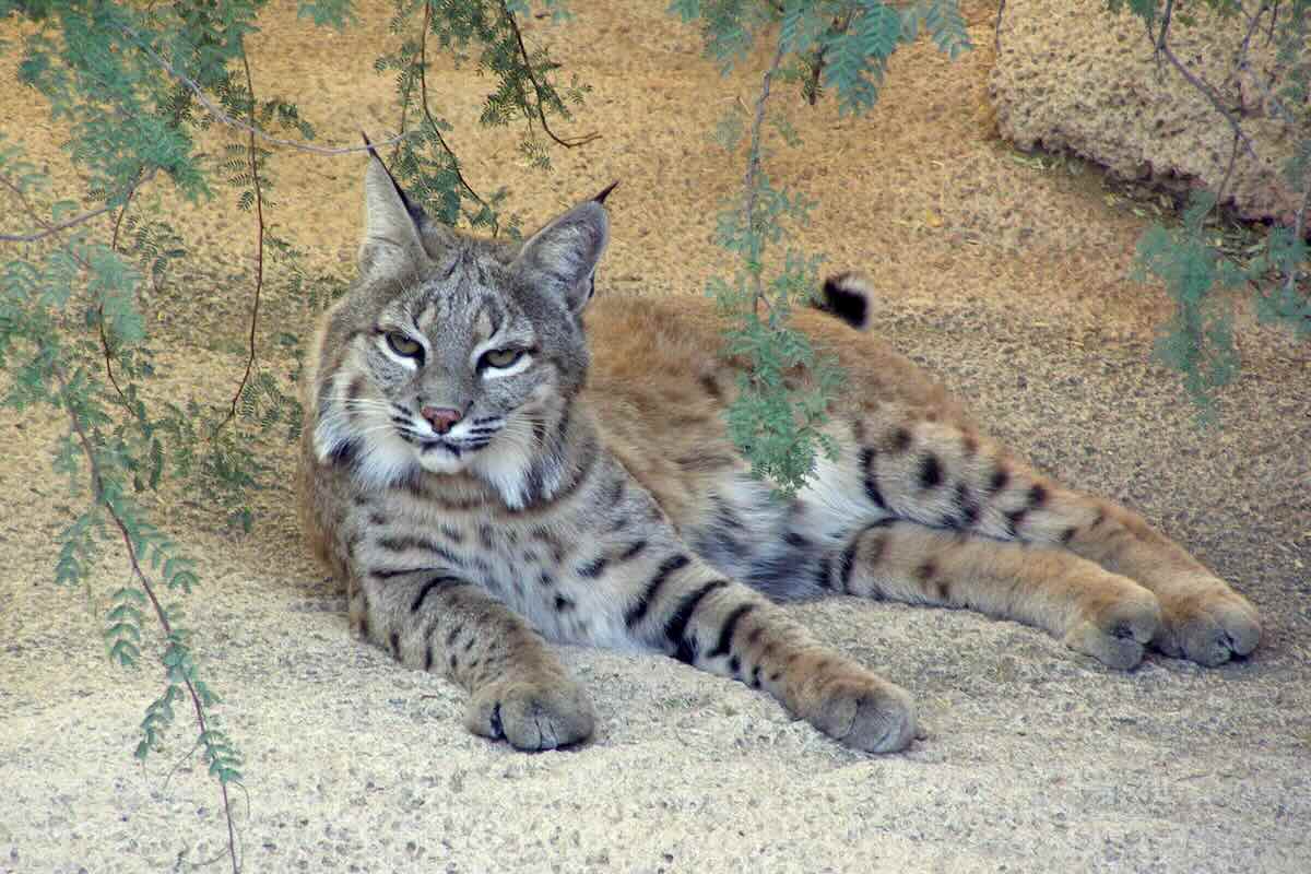 Bobcat in Phoenix