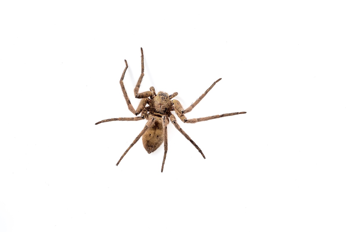 Brown Recluse spiders in Phoenix