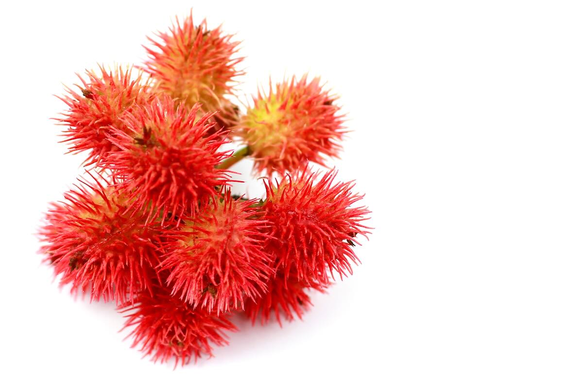 Castor Bean Plants toxic for dogs