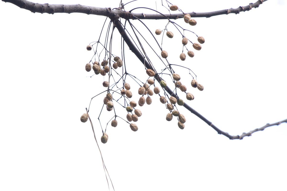 Chinaberry Tree toxic for dogs