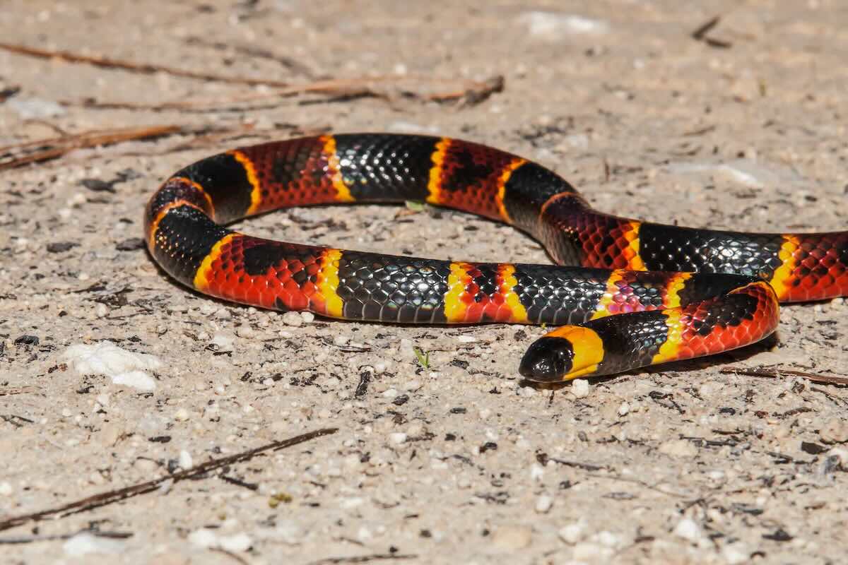 Coral snakes in Phoenix