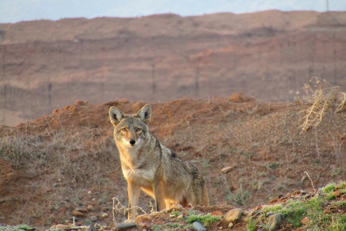 Coyotes in Phoenix