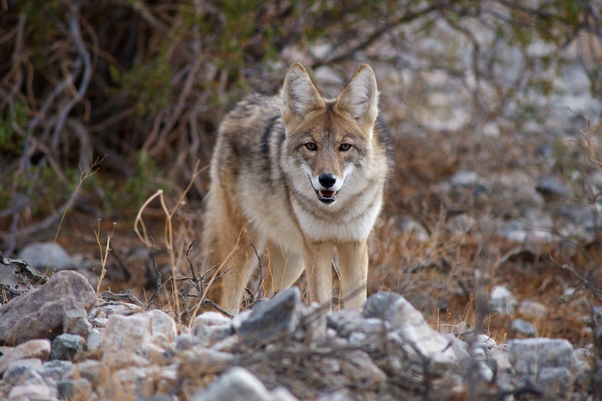 Dangerous animals for dogs in Phoenix