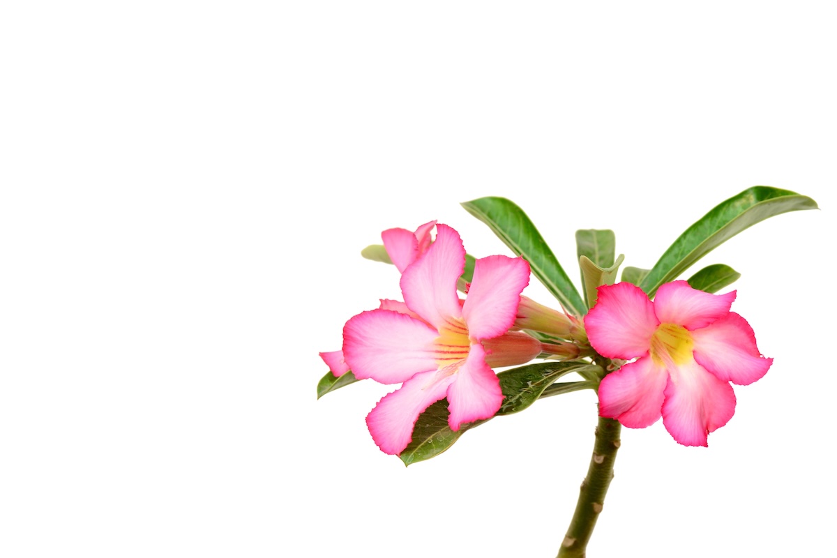 Desert Rose toxic for dogs