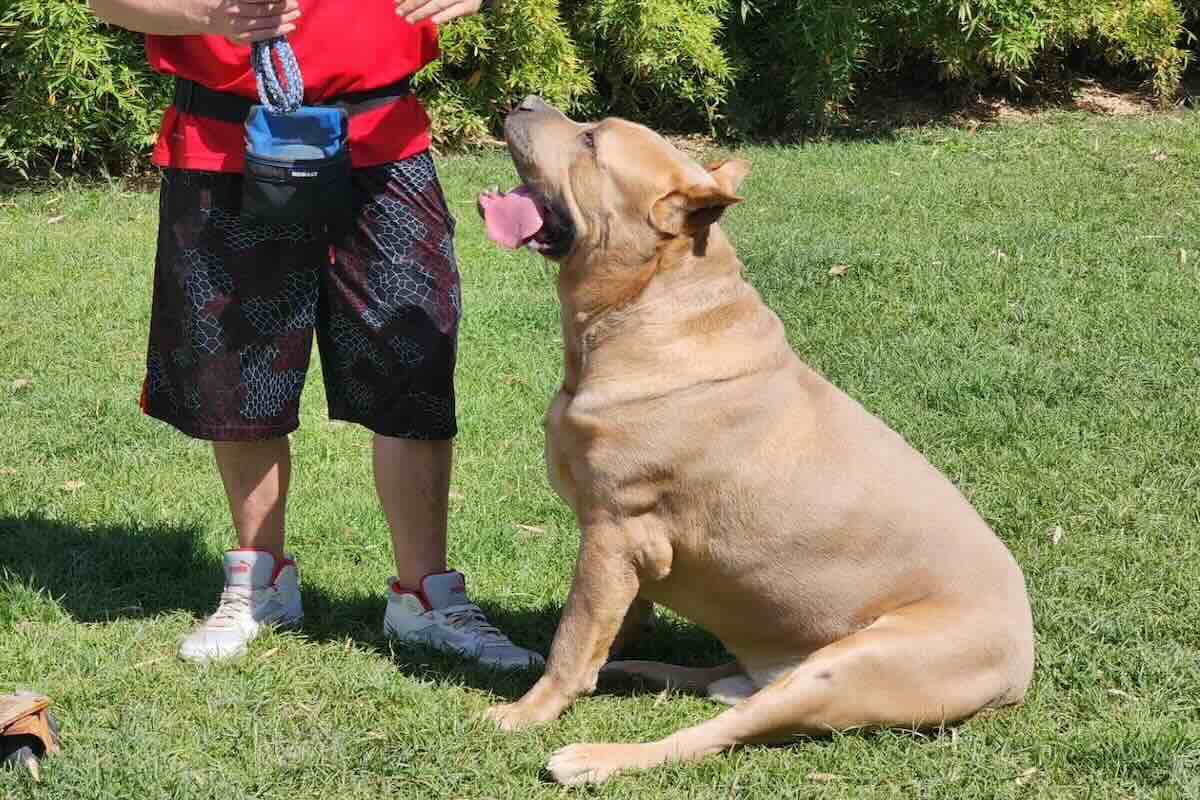 Desert Sky K9 Dog Training