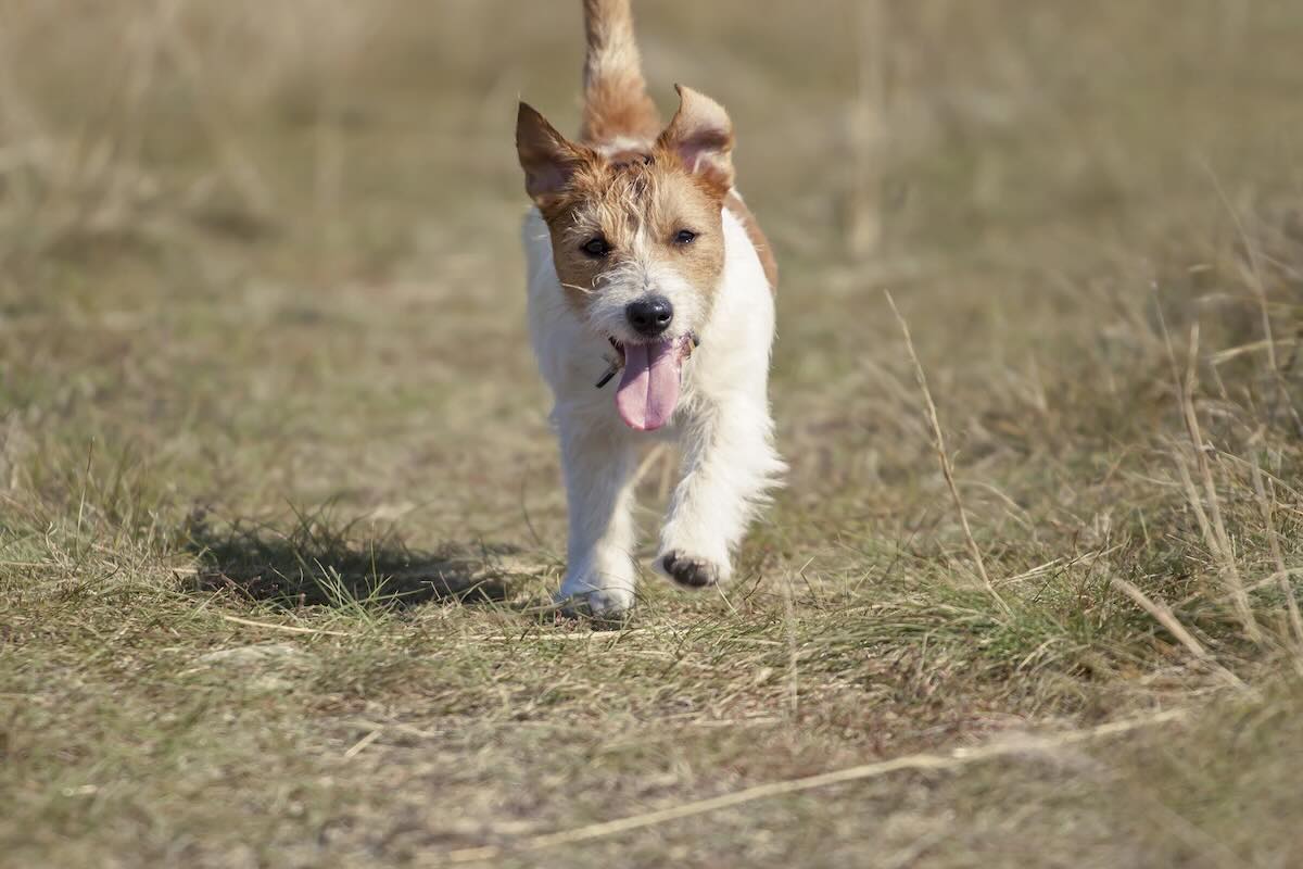 Dog outdoors during Phoenix summer heat