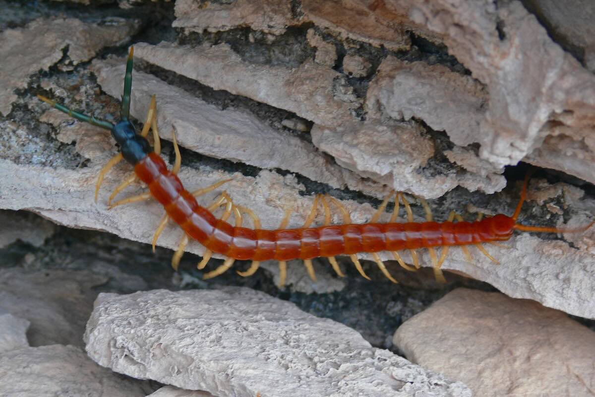 Giant Desert centipedes in Phoenix
