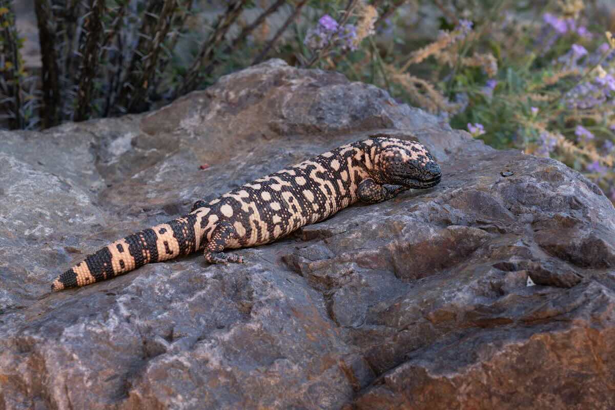 Gila Monster in Phoenix