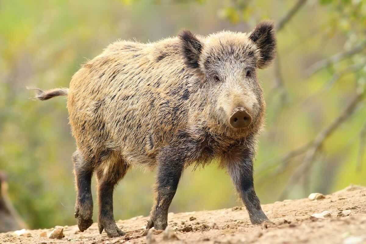 Javelinas in Phoenix