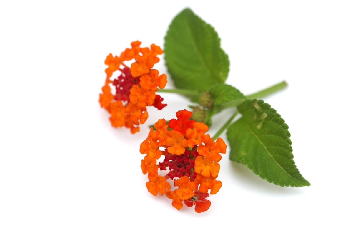 Lantana toxic for dogs