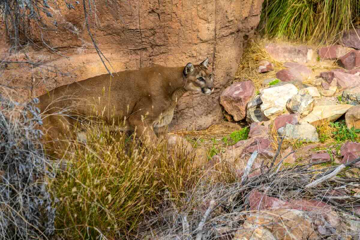 Mountain Lions in Phoenix