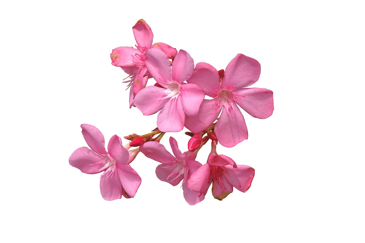 Oleander poisonous for dogs