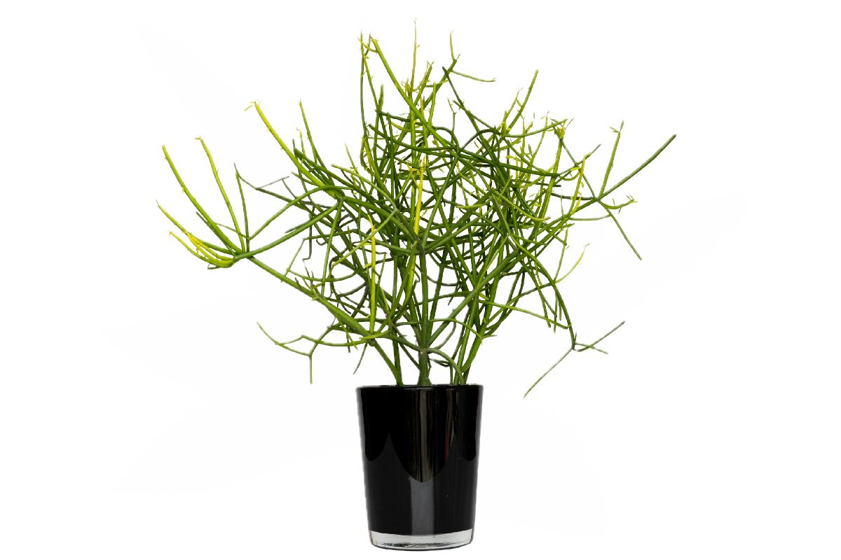 Pencil Cactus toxic for dogs