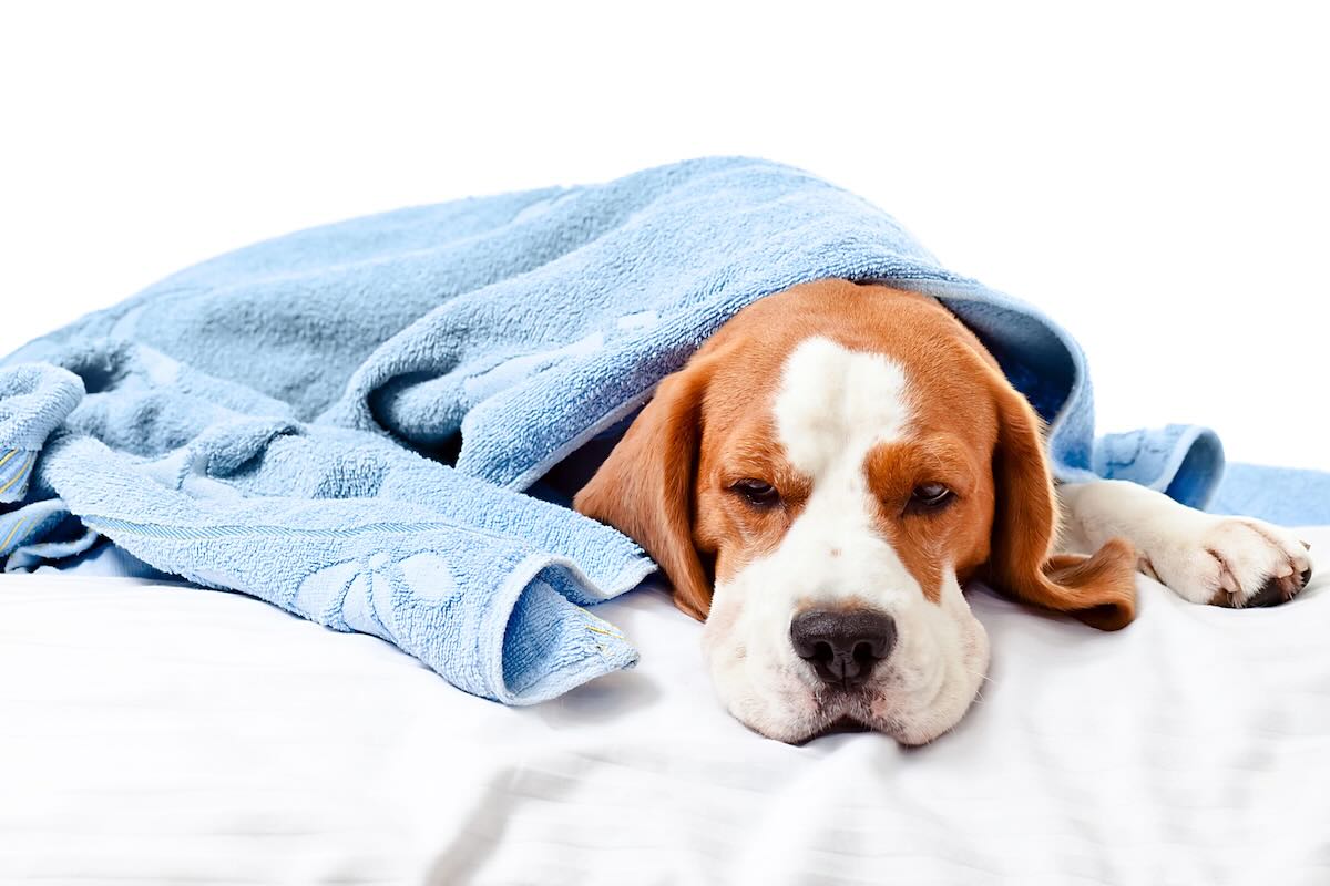Plant poisoning in dogs symptoms