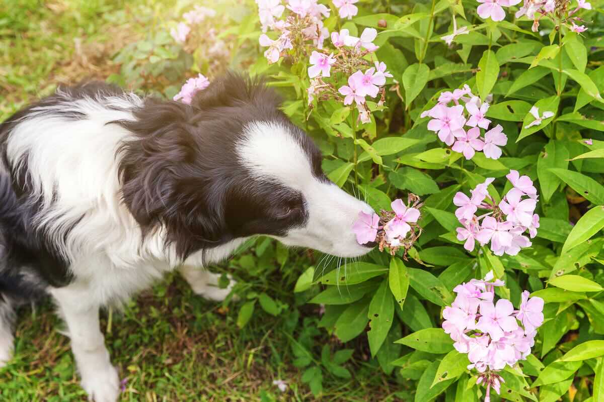 Poisonous Plants for Dogs in Phoenix