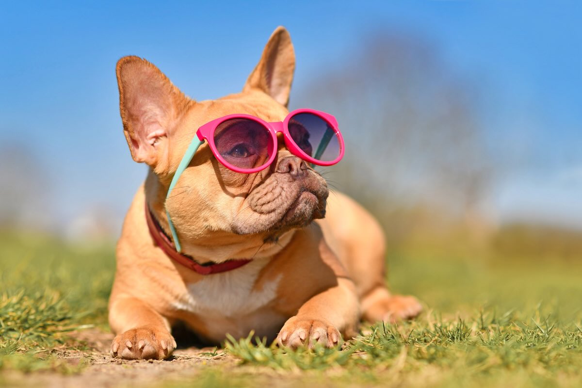 Safe Dog Boarding in Phoenix