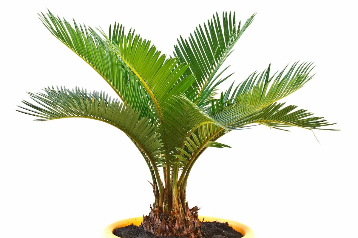 Sago Palm toxic for dogs