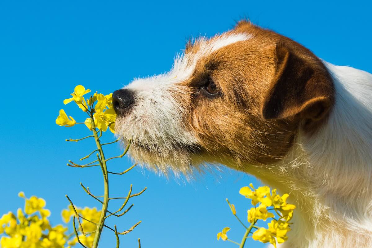 Why Dogs Eat Flowers