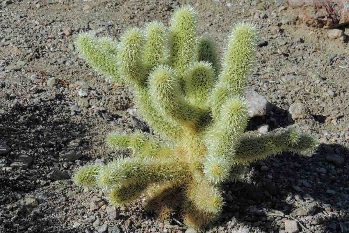 Chola Cactus dangerous for dogs