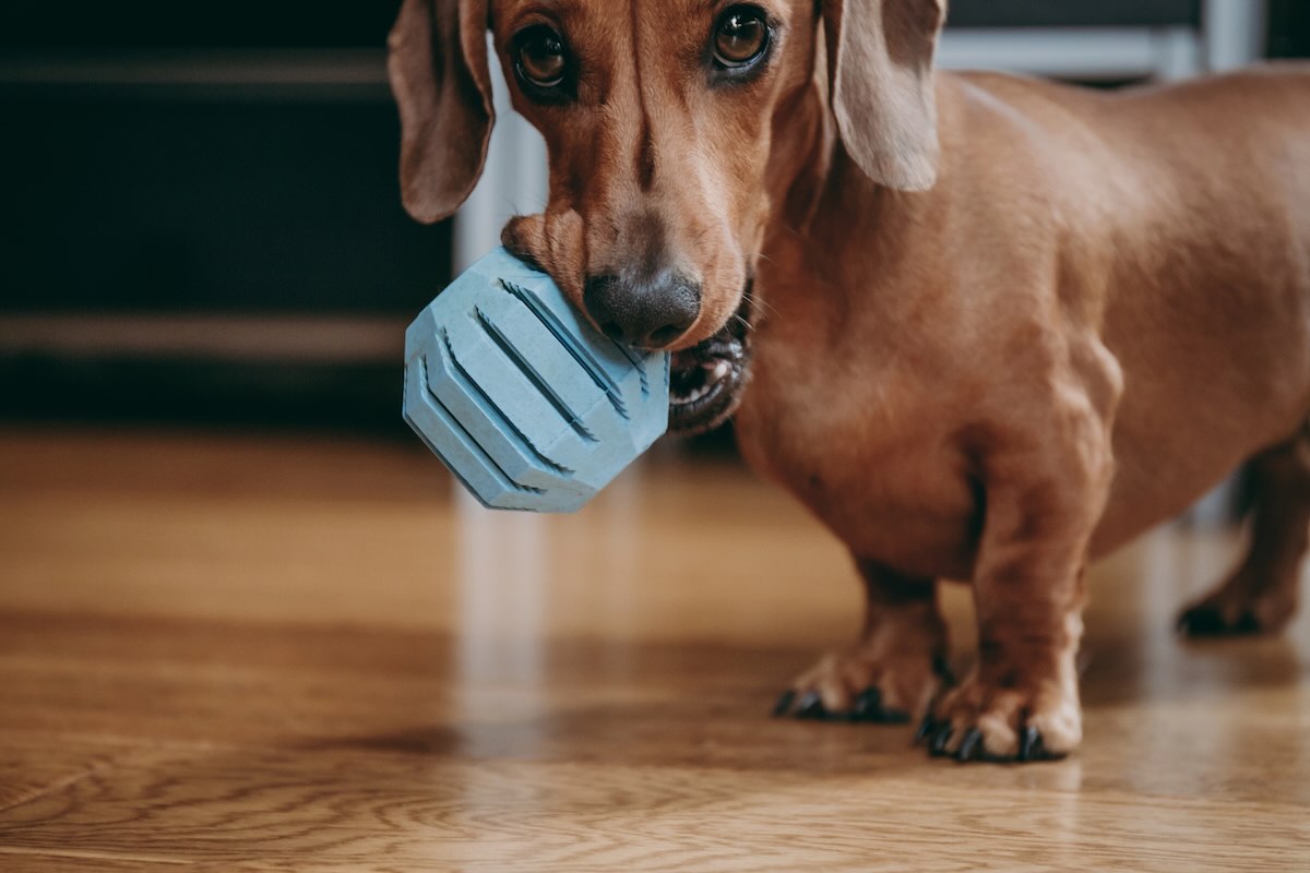 Dog chewing on rubber toy