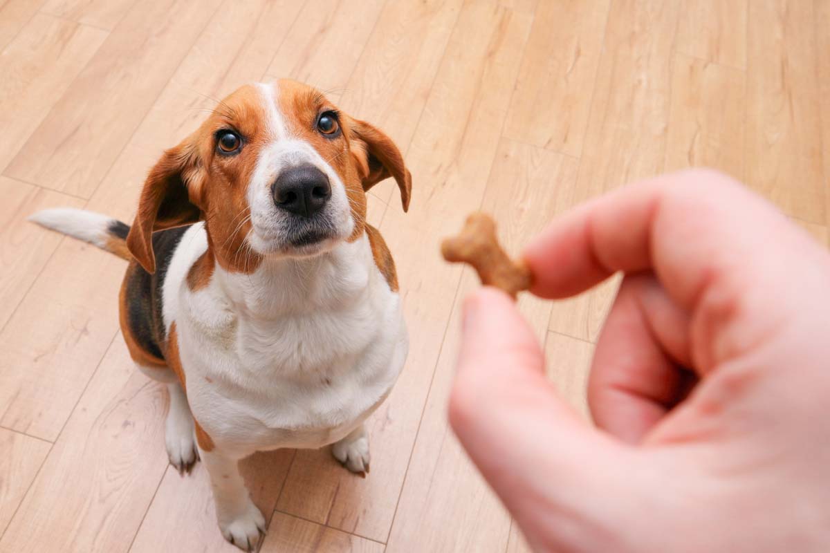 Dog getting a homemade treat reward