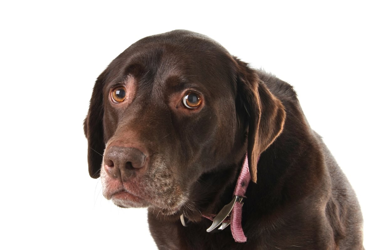 Dog showing discomfort after chewing on rawhide bone