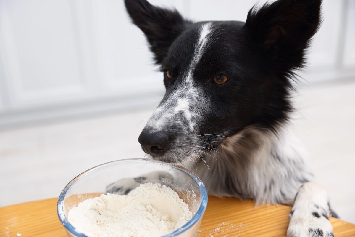 Flour used for homemade dog treats