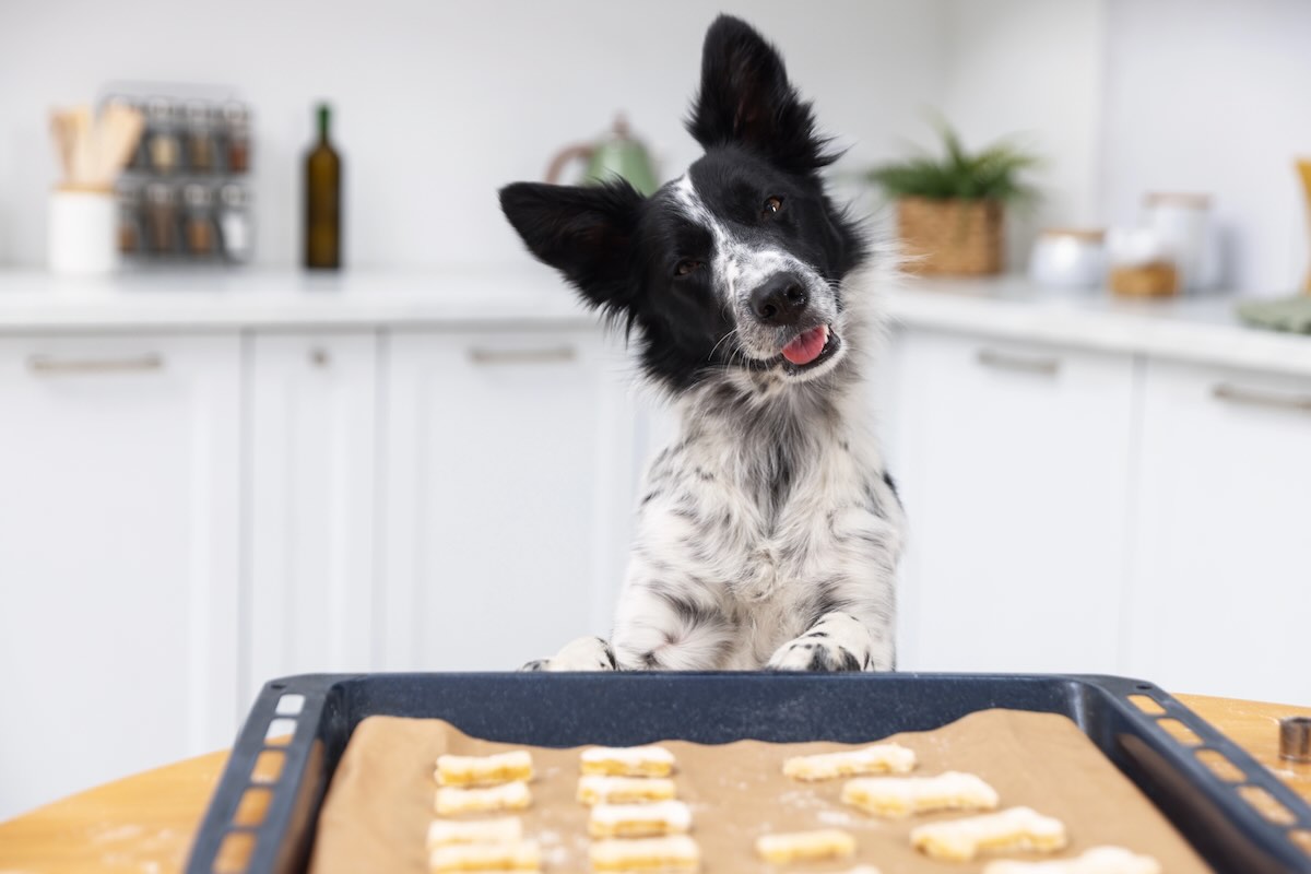 Happy dog with homemade dog treats