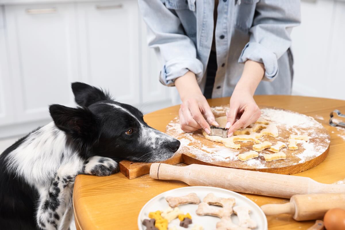 How to make your own dog homemade treats