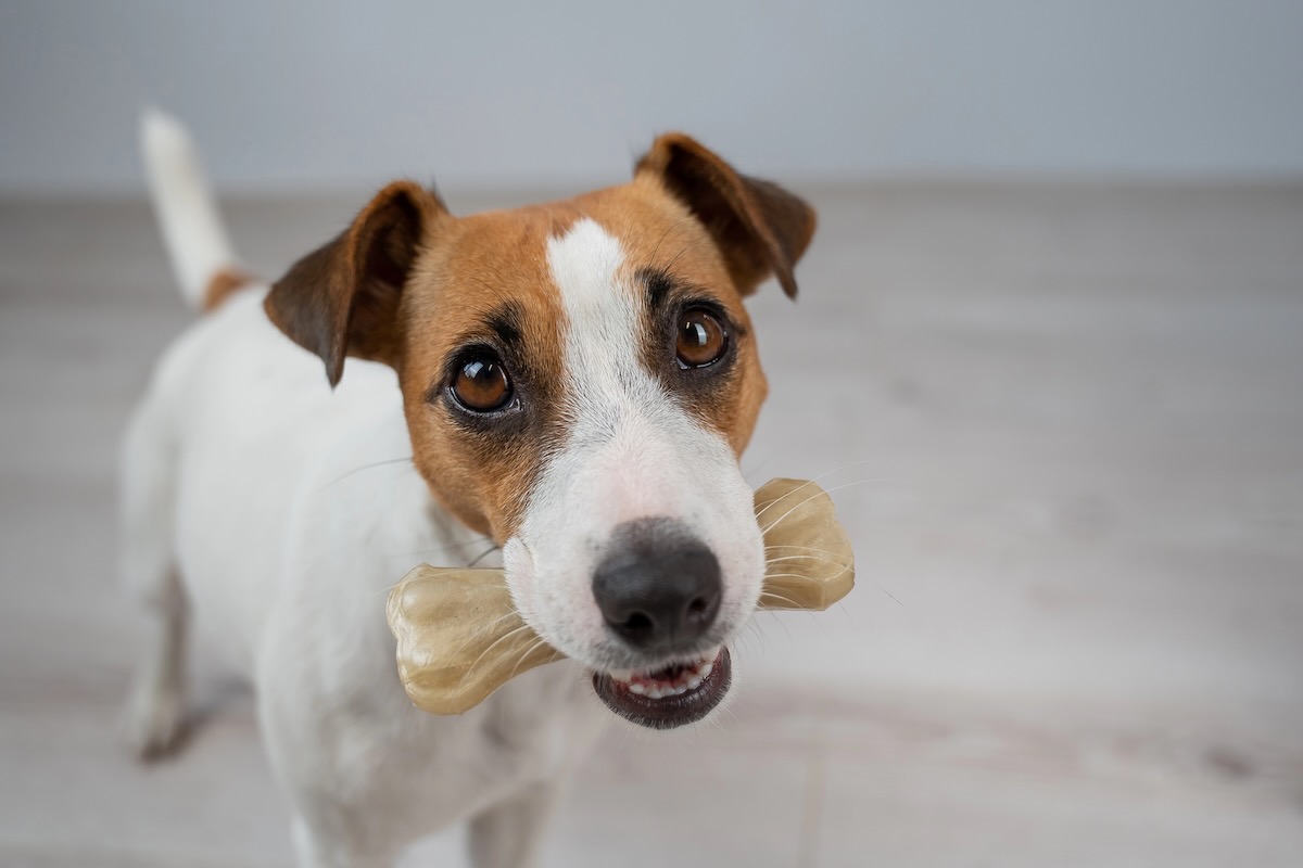 Is rawhide safe for dogs