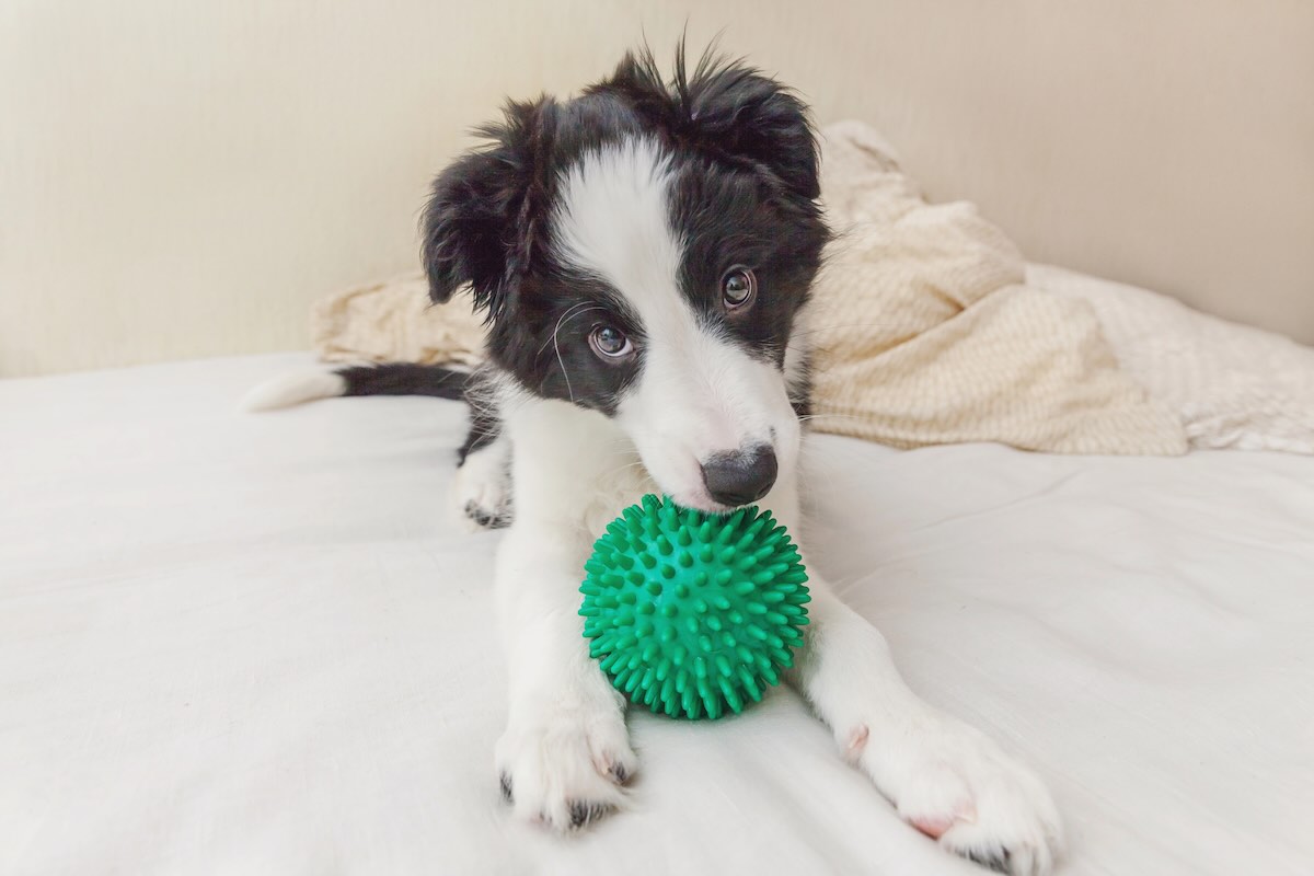 Safe toys for dogs to chew on