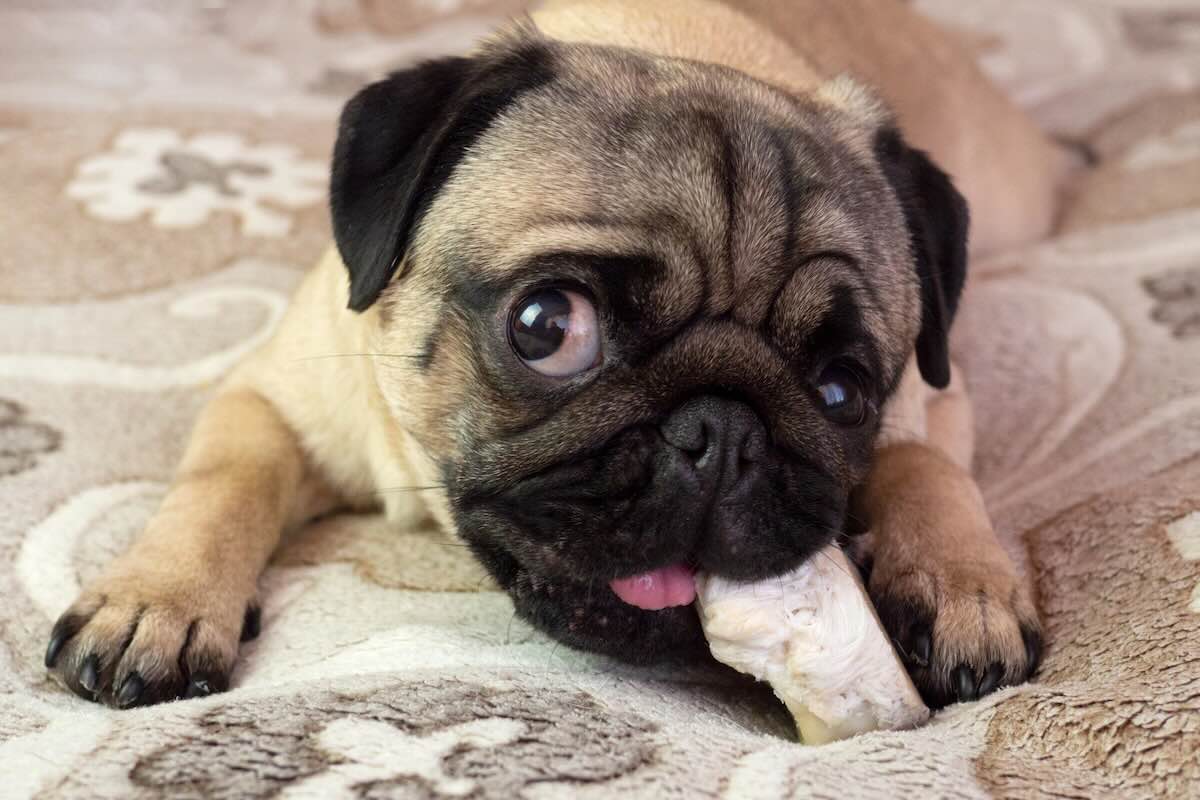 Teaching dog what they can and can't chew on